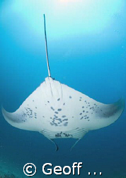 a  manta passing overhead by Geoff Spiby 